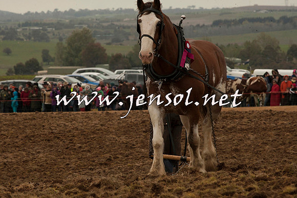 WooBack_0675