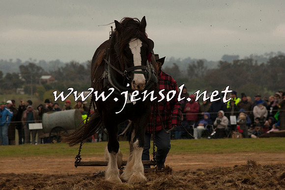 WooBack_0692