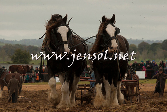 WooBack_0691