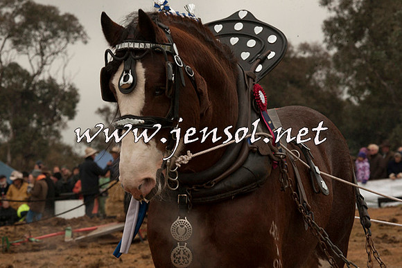 WooBack_0666
