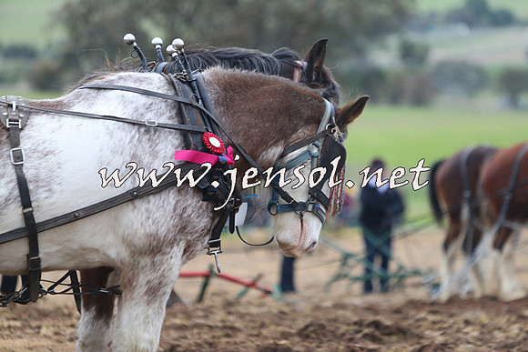 WooBack_0252