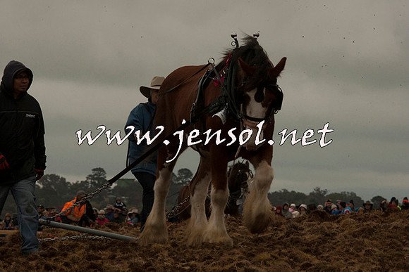 WooBack_0677