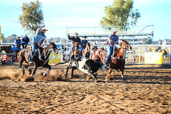 CoonambleRodeoCampdraftSun_1538