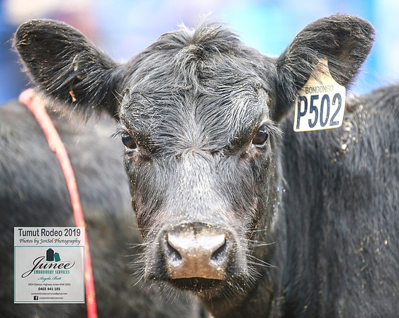 TumutRodeo2019_7140