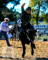 Steers