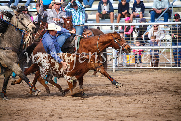 CoonambleRodeoCampdraftSun_3544