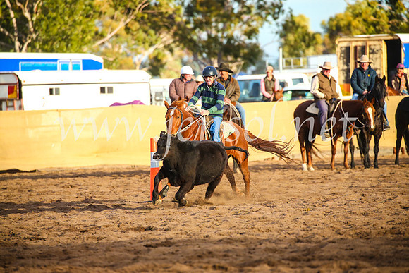 CoonambleRodeoCampdraftSat_1225
