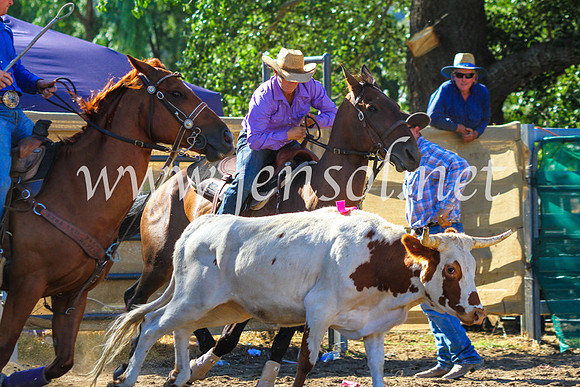 CoomaRodeo2017_9065