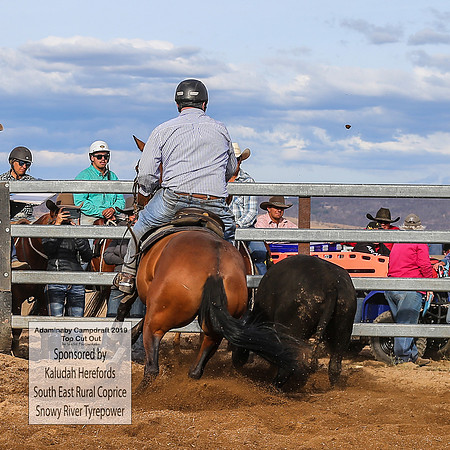 AdaminabyCampdraft2019_2697