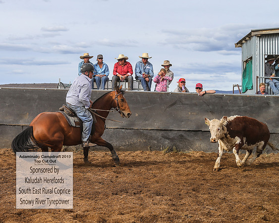 AdaminabyCampdraft2019_2130