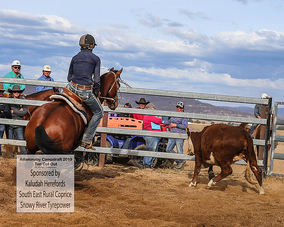 AdaminabyCampdraft2019_2621