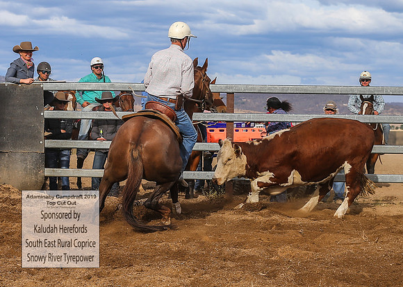 AdaminabyCampdraft2019_2409