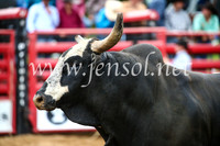 CoomaRodeo2017_1665