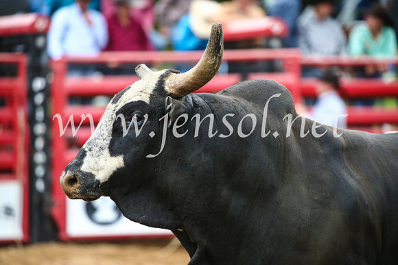 CoomaRodeo2017_1665