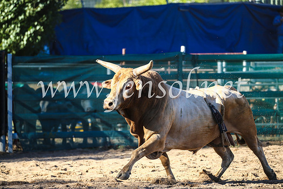 CoomaRodeo2017_2370