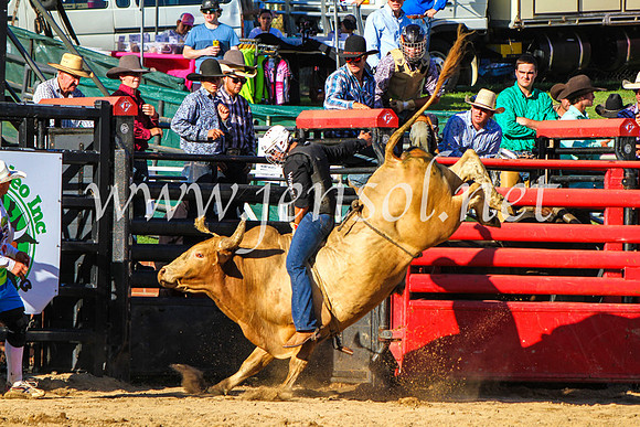 CoomaRodeo2017_9282