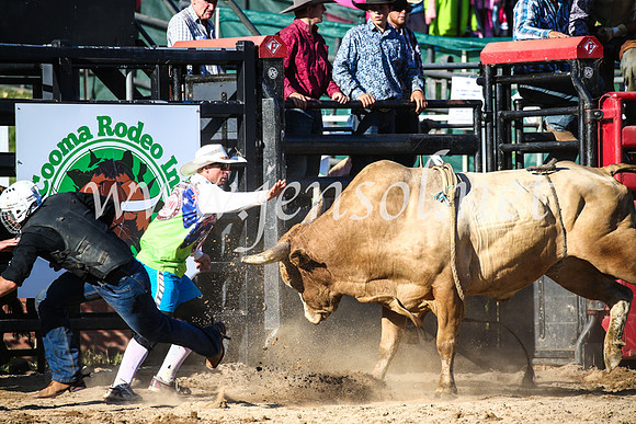 CoomaRodeo2017_2531