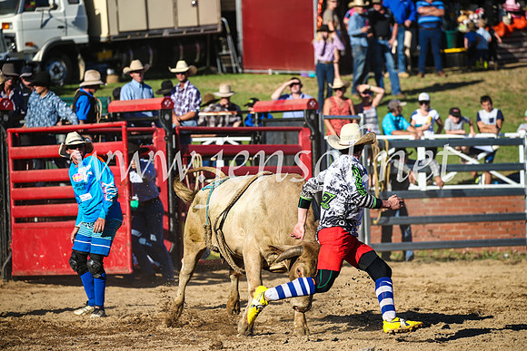 CoomaRodeo2017_2890