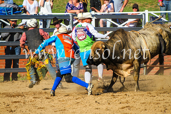 CoomaRodeo2017_9314
