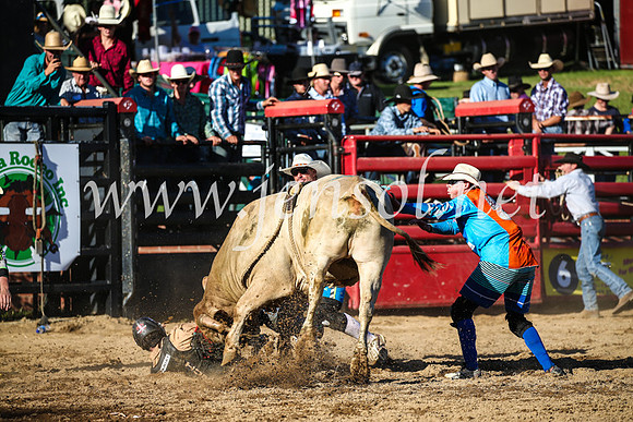 CoomaRodeo2017_2899