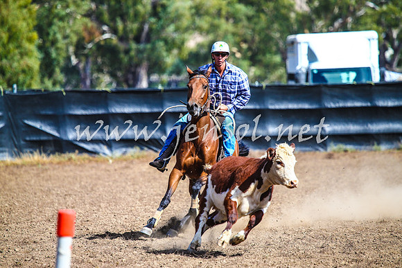 GundagaiCampdraft2017_0135