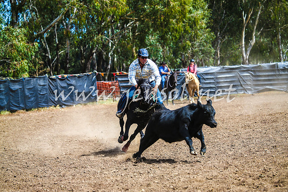 GundagaiCampdraft2017_0200