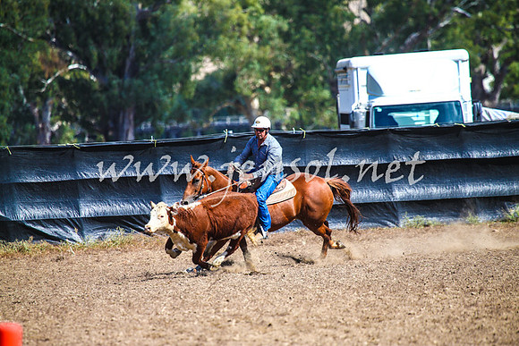 GundagaiCampdraft2017_0166