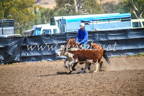 GundagaiCampdraft2017_0151