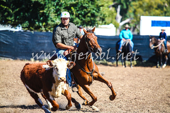 GundagaiCampdraft2017_0057