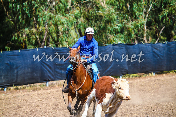 GundagaiCampdraft2017_0146