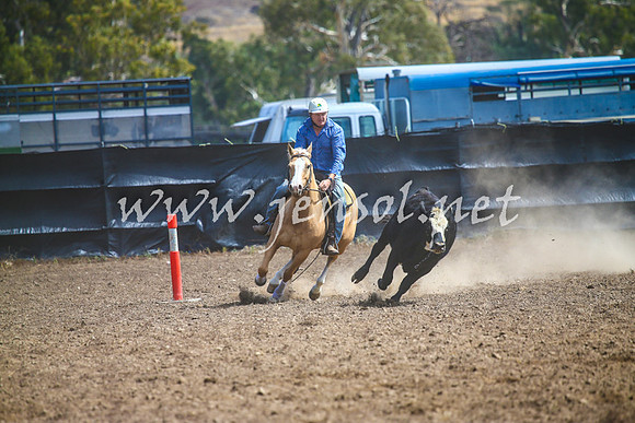 GundagaiCampdraft2017_0194