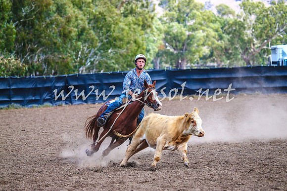 GundagaiCampdraft2017_0182