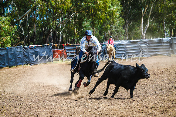 GundagaiCampdraft2017_0199