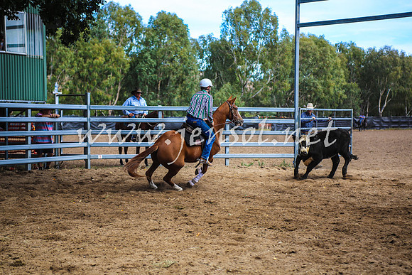 GundagaiCampdraft2017_0381