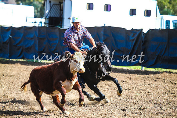 GundagaiCampdraft2017_0122