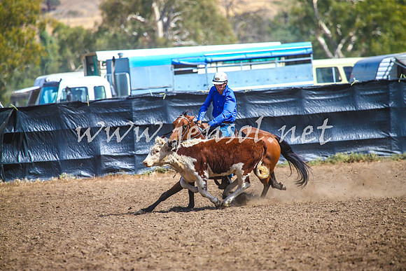 GundagaiCampdraft2017_0154