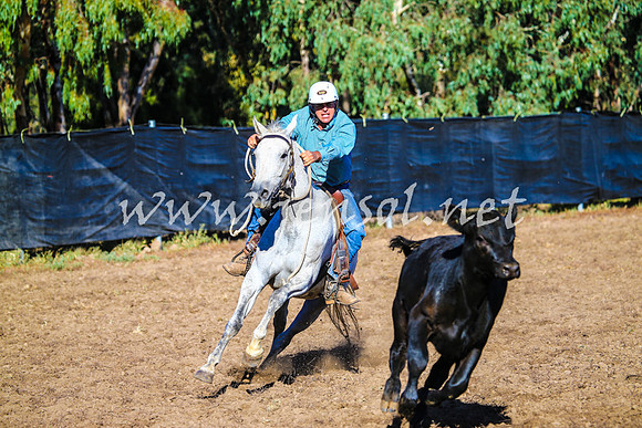 GundagaiCampdraft2017_0009