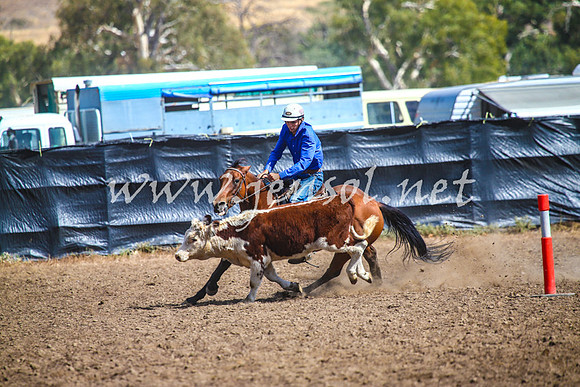 GundagaiCampdraft2017_0156