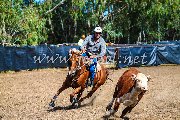 GundagaiCampdraft2017_0159