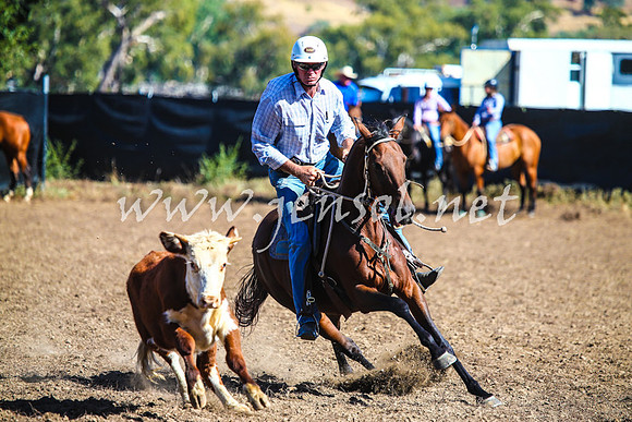GundagaiCampdraft2017_0086