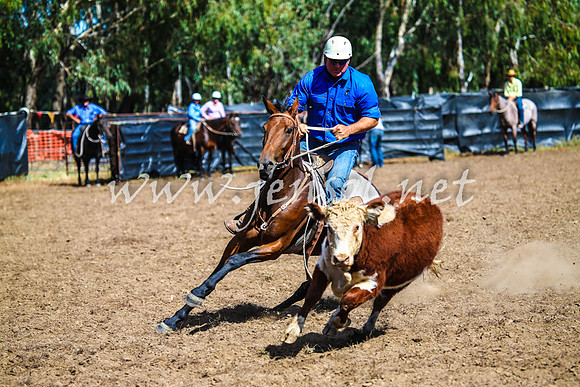 GundagaiCampdraft2017_0136