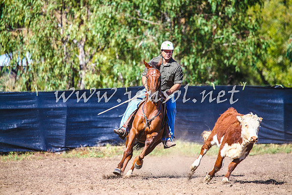 GundagaiCampdraft2017_0051