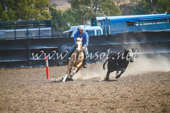 GundagaiCampdraft2017_0192