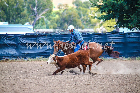 GundagaiCampdraft2017_0177