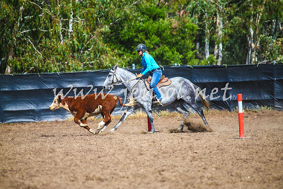GundagaiCampdraft2017_0111