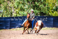 GundagaiCampdraft2017_0054