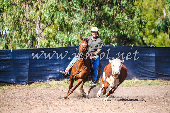 GundagaiCampdraft2017_0054