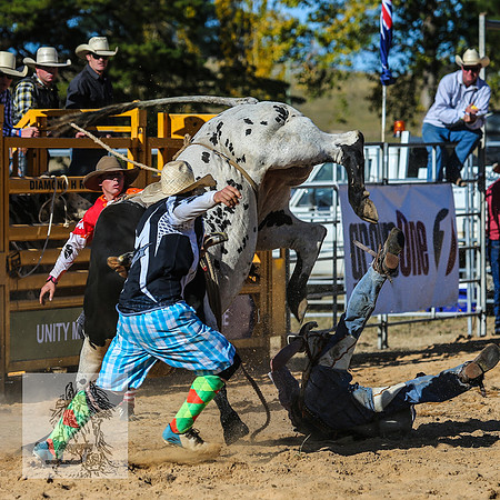 BraidwoodRodeo2015_3695