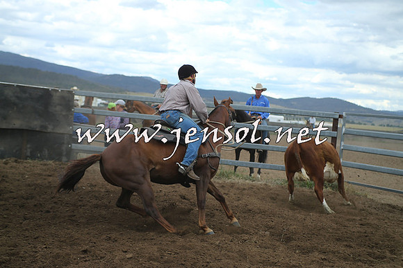 AdaminabyCampdraft2014_1341