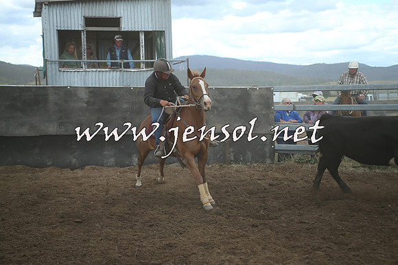 AdaminabyCampdraft2014_1460